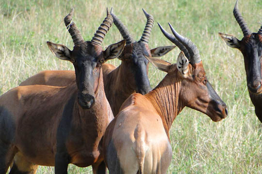 What is a large antelope called?