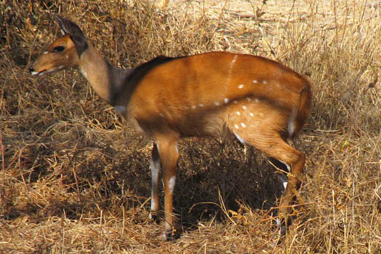 What are the kinds of antelope?